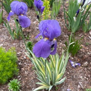 Gold Variegated Iris