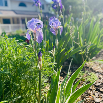 Variegated Iris
