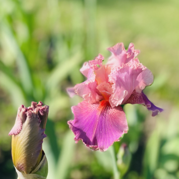 Okapi Poppy