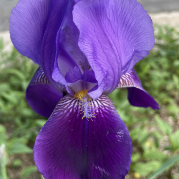Old Fashioned Purple