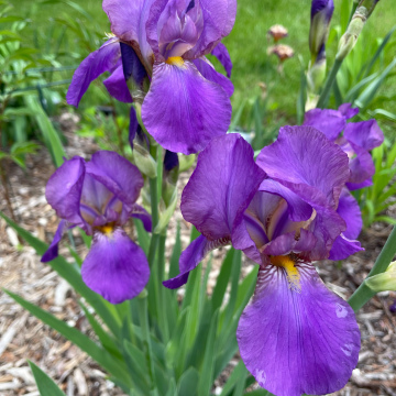 Sierra Blue