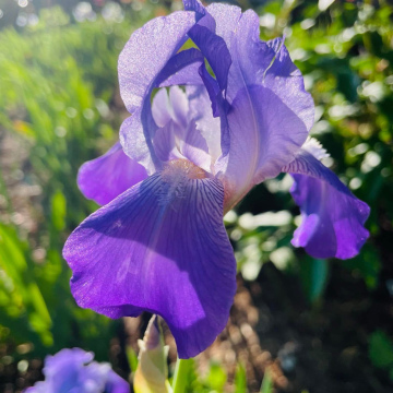 NOID - Lavender Lovelies