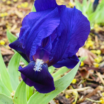 NOID - Purple Squirt